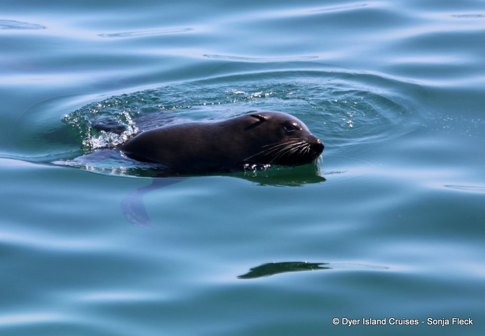 whale watching, gansbaai, south africa, cape fur seal