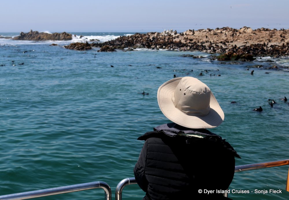 whale watching, gansbaai, south africa