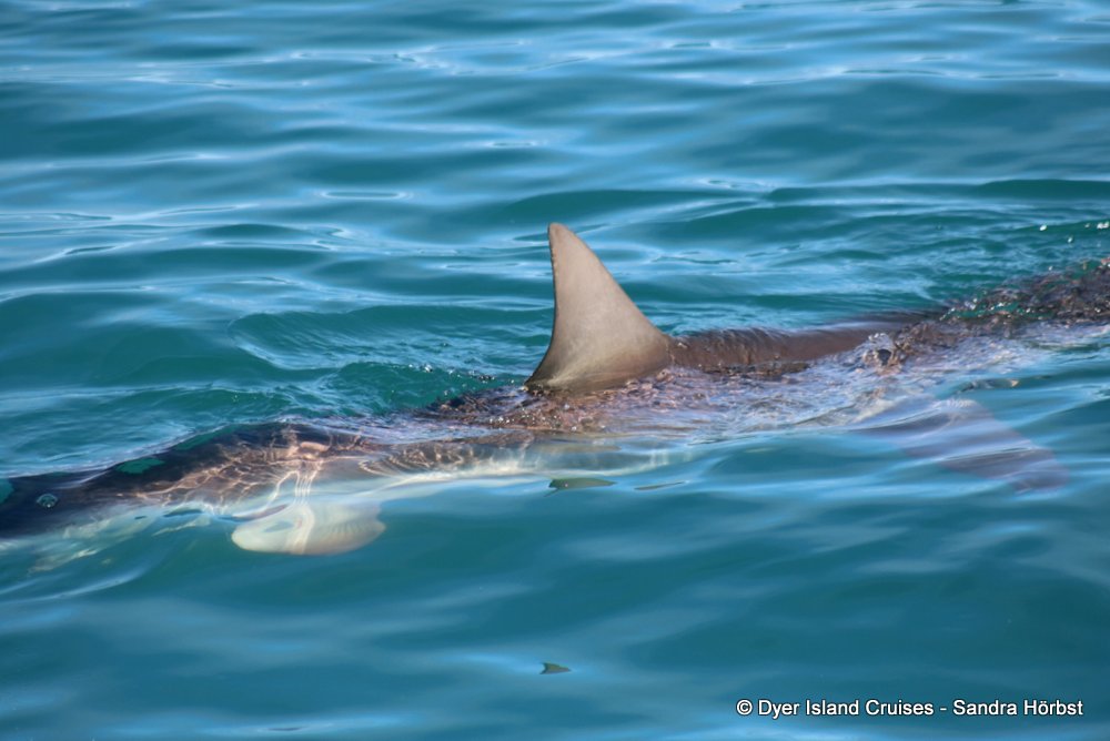whale watching, gansbaai, south africa, Bronze whaler shark