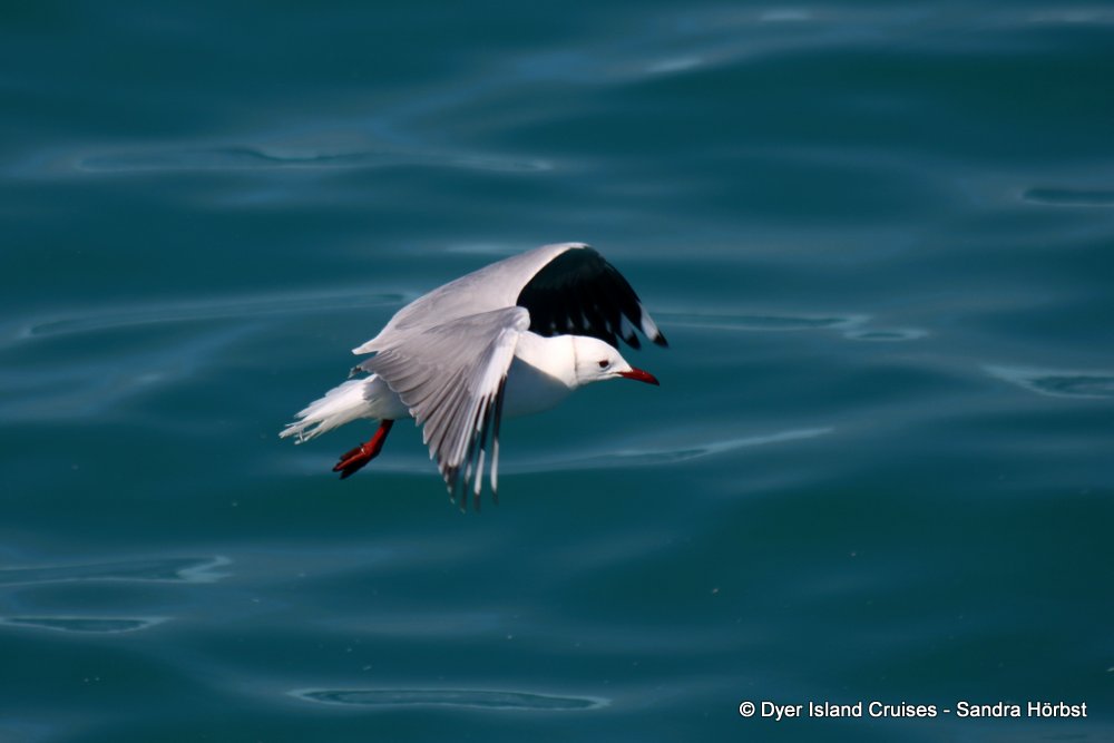 whale watching, gansbaai, south africa, gull