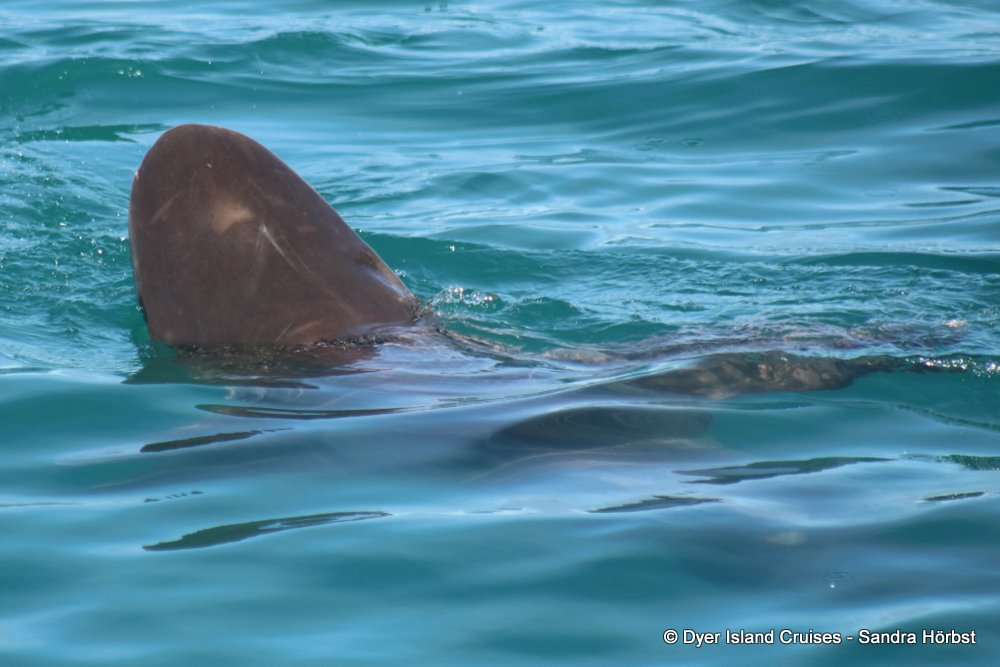 whale watching, gansbaai, south africa, Bronze whaler shark
