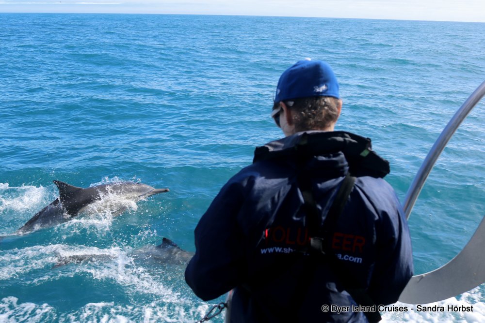 whale watching, gansbaai, south africa, Common dolphin and volunteer