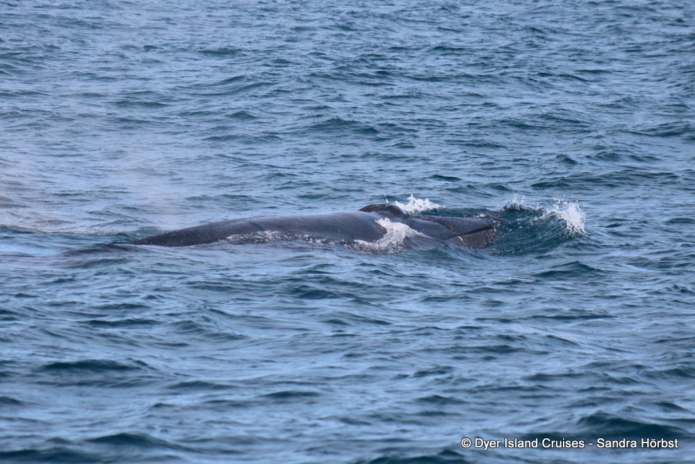 whale watching, gansbaai, south africa, Bryde's whale