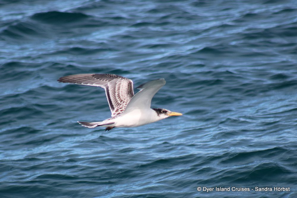 whale watching, gansbaai, south africa, tern