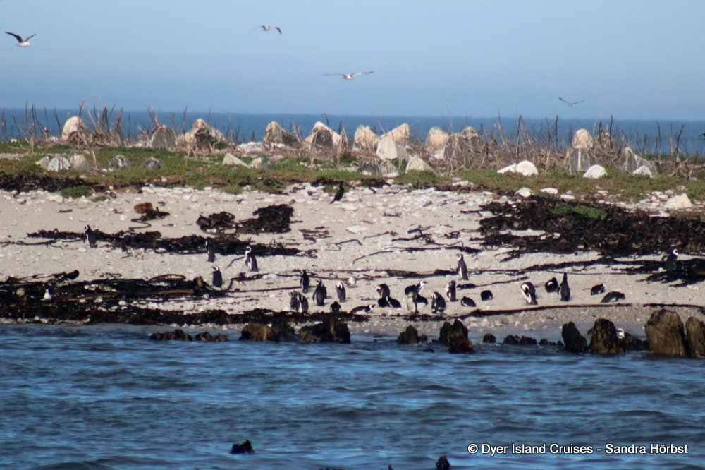 whale watching, gansbaai, south africa, African Penguins on Dyer Island