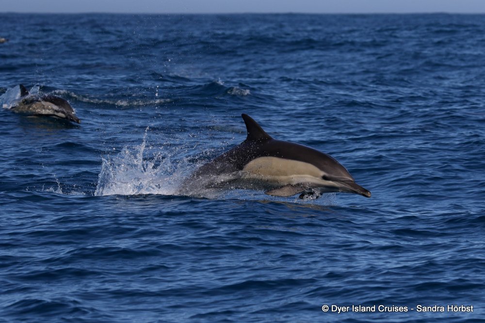 whale watching, gansbaai, south africa, Common dolphins
