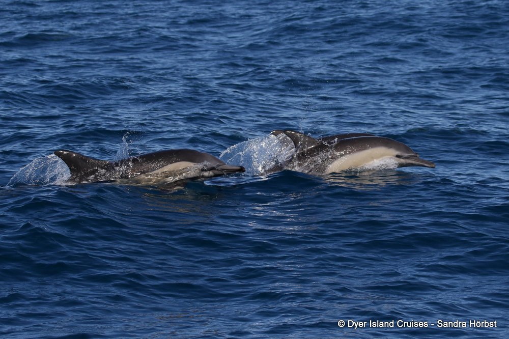 whale watching, gansbaai, south africa, common dolphins