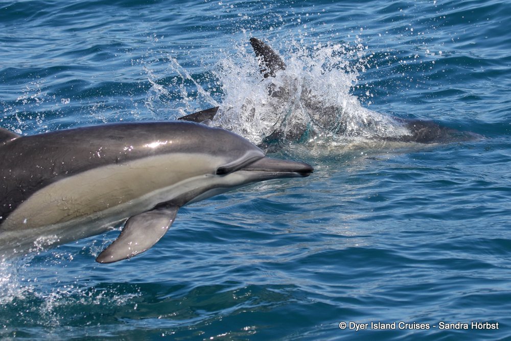 whale watching, gansbaai, south africa, Common dolphins