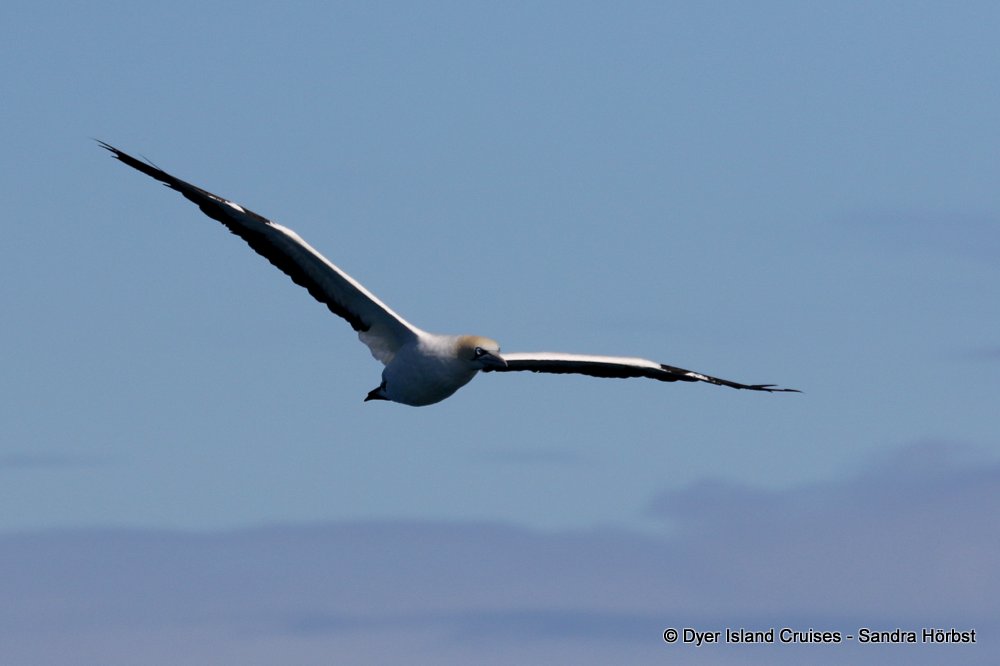 whale watching, gansbaai, south africa, cape gannet