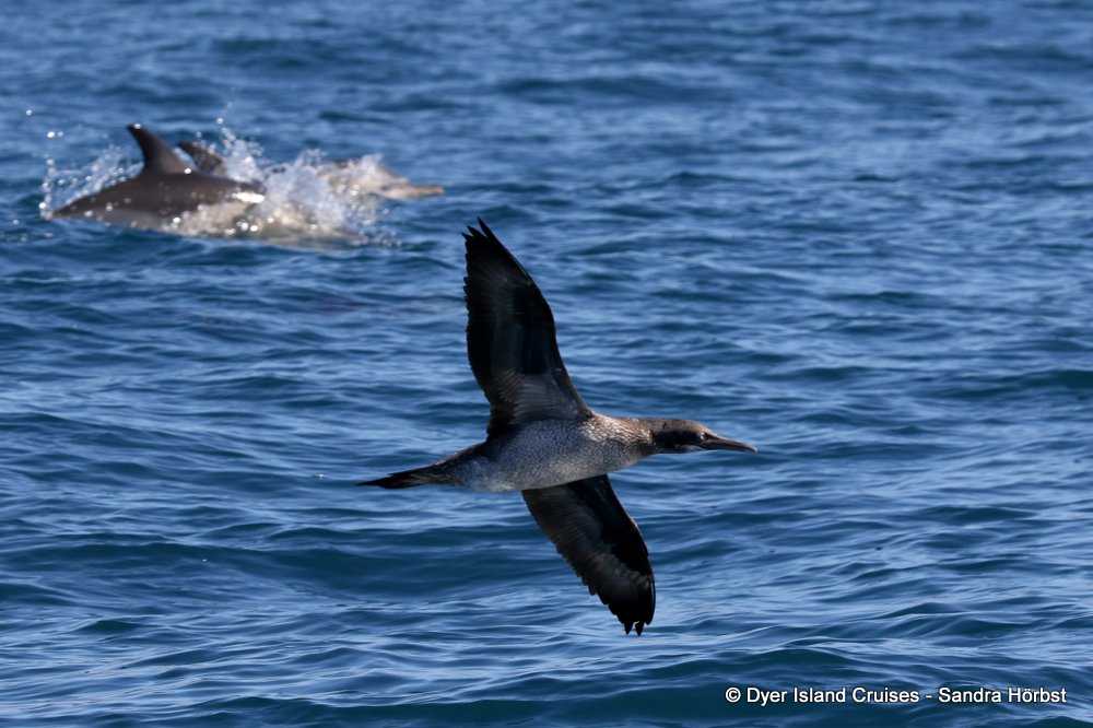 whale watching, gansbaai, south africa, Common dolphins and cape gannet
