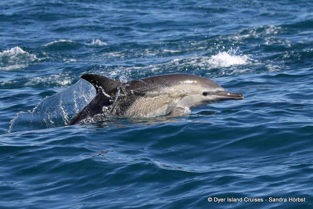 Marine Big 5 Daily Blog 09 April