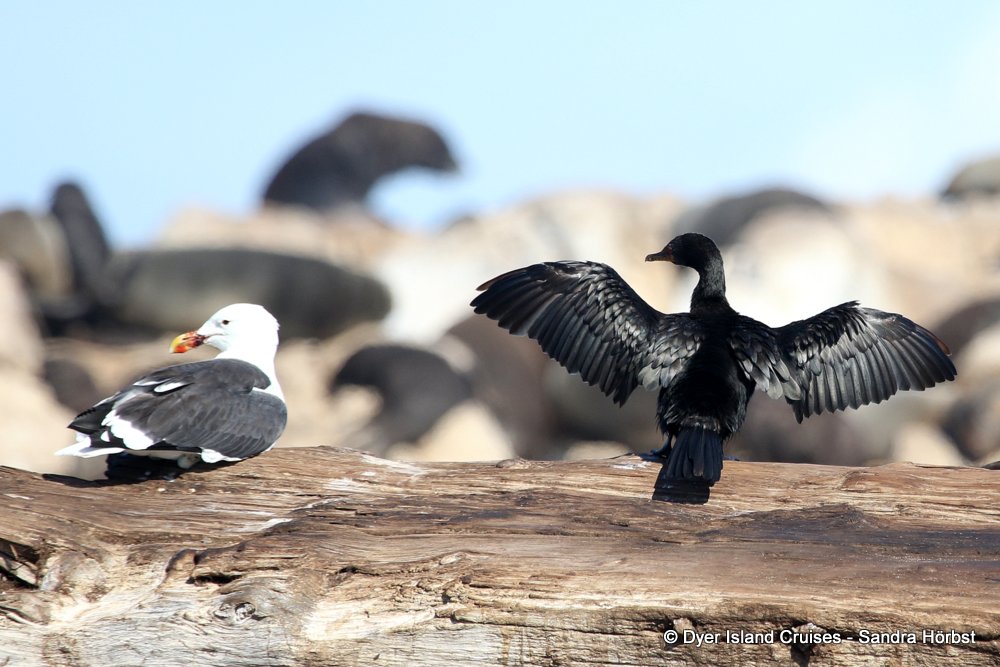 whale watching, gansbaai, south africa, Bank Cormorant and kelp gull