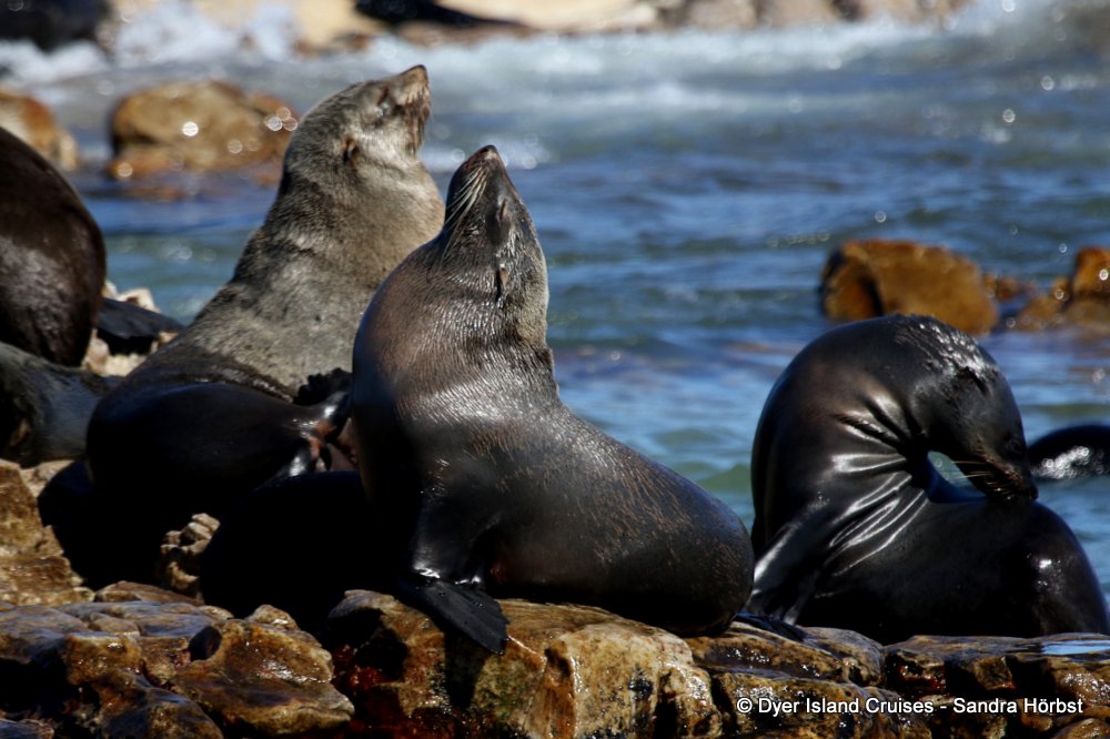 whale watching, gansbaai, south africa, cape fur seal