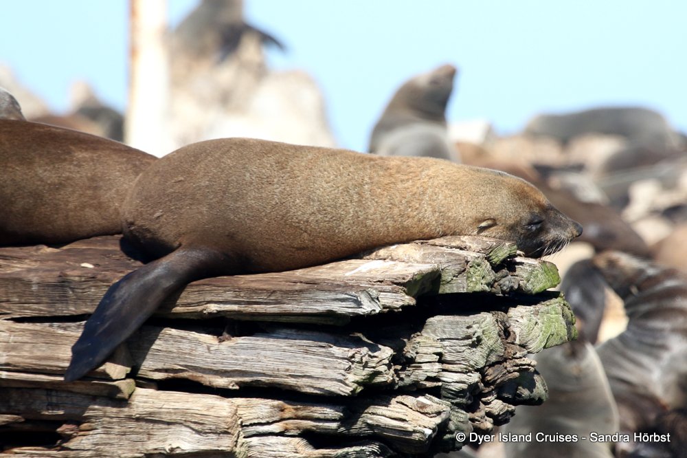 whale watching, gansbaai, south africa, Cape fur seal