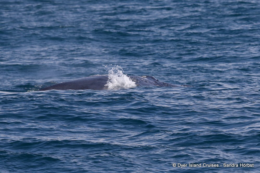 whale watching, gansbaai, south africa, Bryde's whale