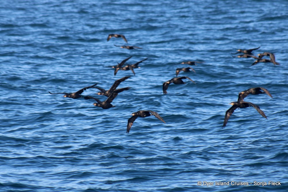 whale watching, gansbaai, south africa, Cape cormorants