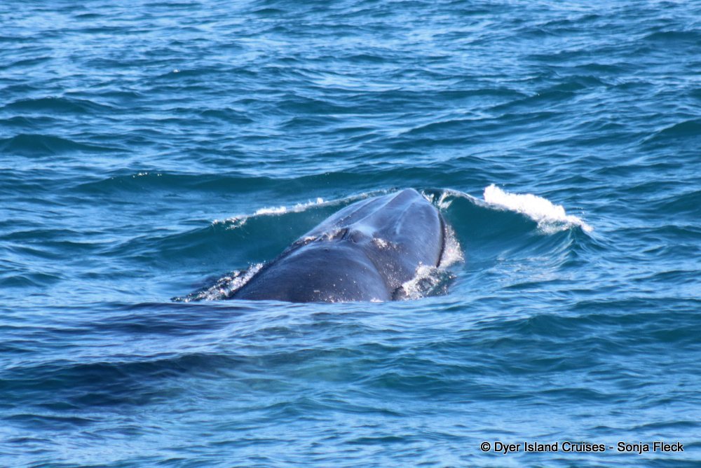 whale watching, gansbaai, south africa, Bryde's whale