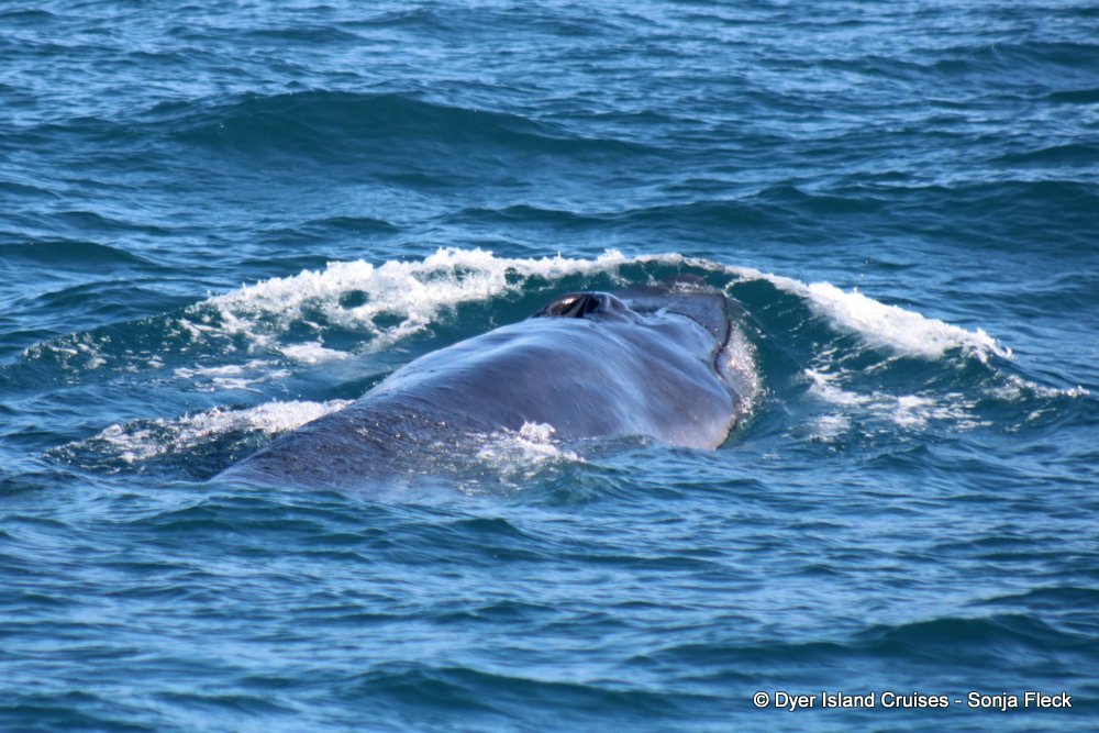 whale watching, gansbaai, south africa, Bryde's whale