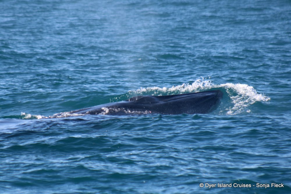 Marine Big 5 Daily Blog 13 April