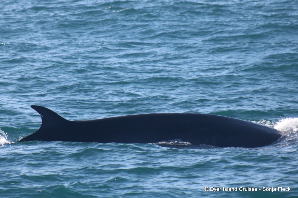 whale watching, gansbaai, south africa, Bryde's whale dorsal