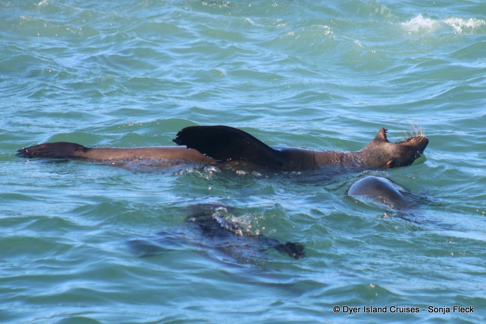 whale watching, gansbaai, south africa, cape fur seal