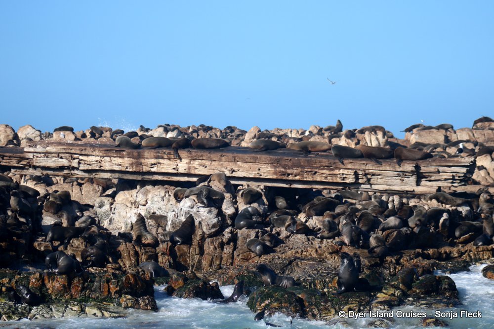 whale watching, gansbaai, south africa, cape fur seals Prince Port