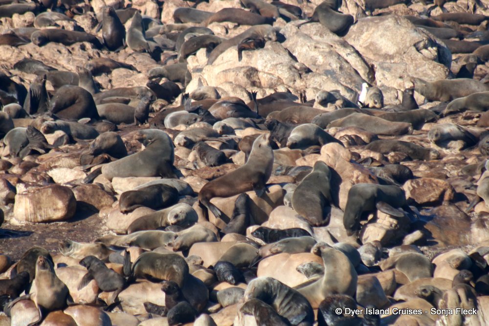 whale watching, gansbaai, south africa,Cape fur seal colony