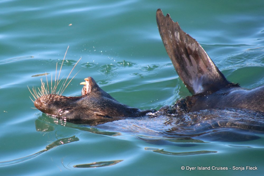 whale watching, gansbaai, south africa, Cape fur seal