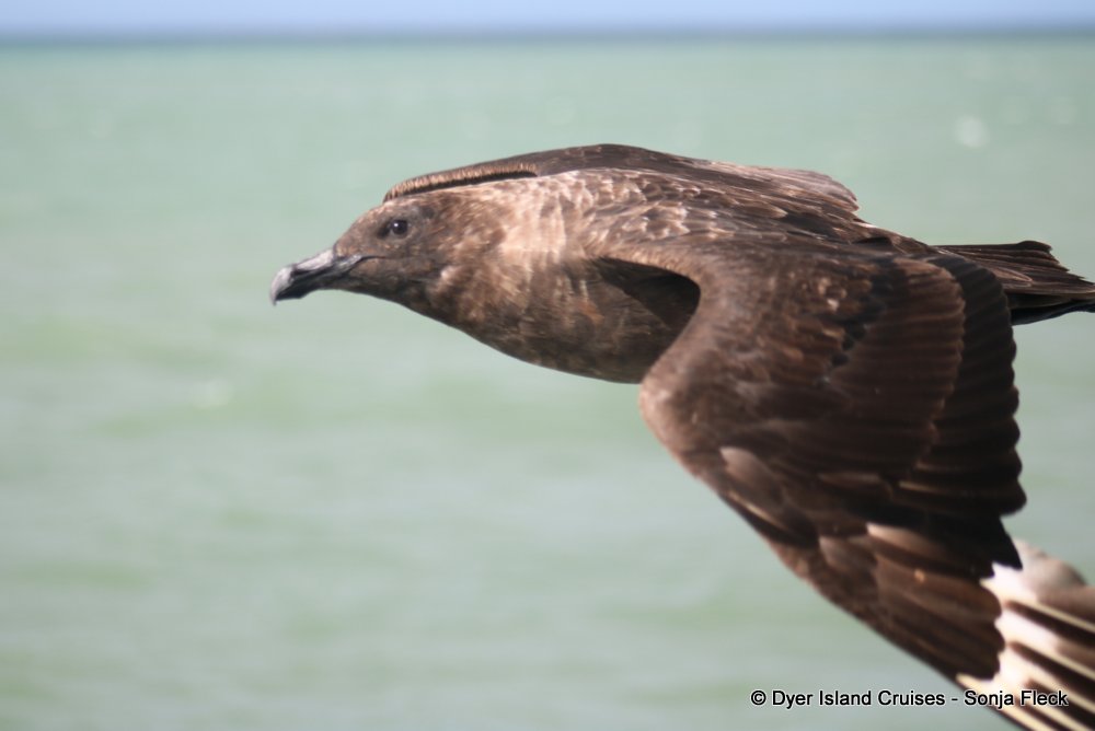 whale watching, gansbaai, south africa, subantarctic skua
