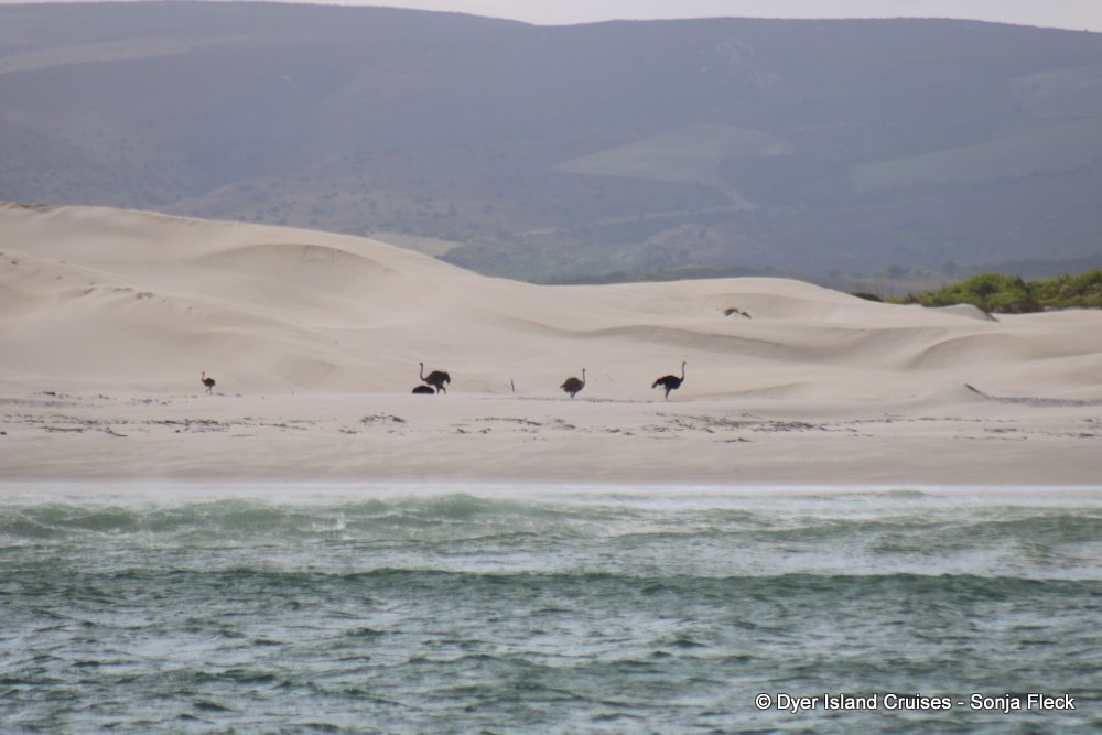 whale watching, gansbaai, south africa, Ostriches