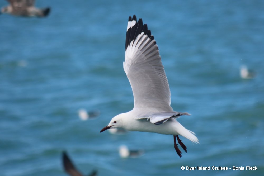 whale watching, gansbaai, south africa, Hartlaubs gull