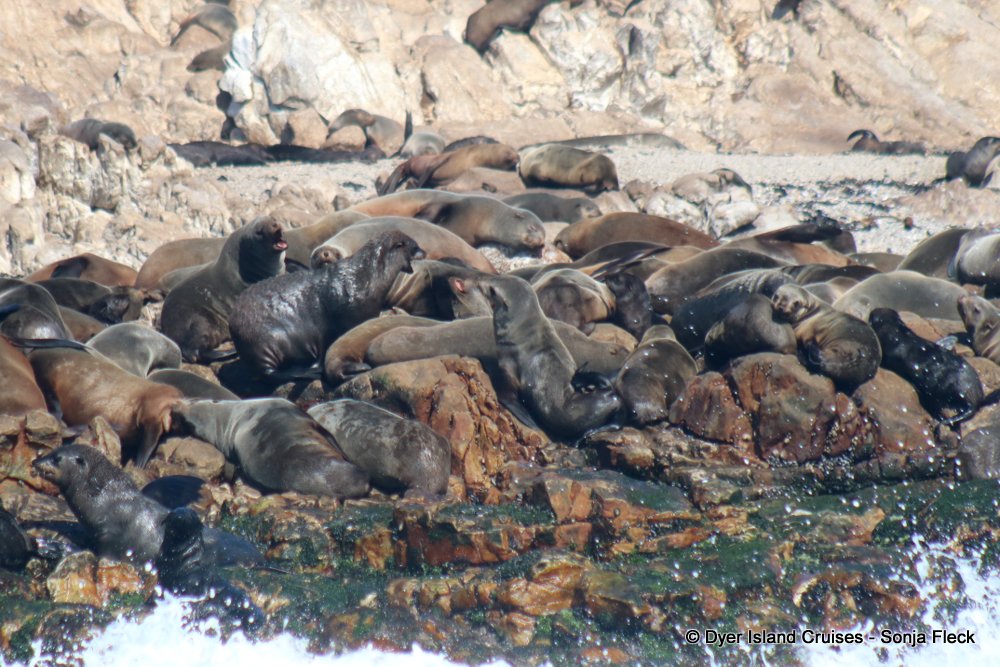 whale watching, gansbaai, south africa, Cape fur sea;s