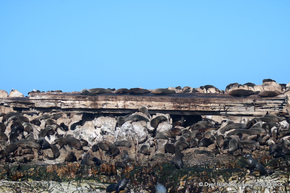 whale watching, gansbaai, south africa, Cape fur seals on Prince Port