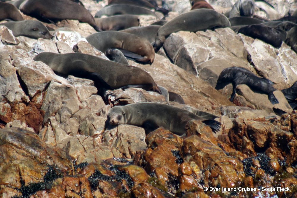 whale watching, gansbaai, south africa, Cape fur seals