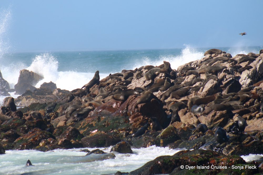 whale watching, gansbaai, south africa, Cape fur seals