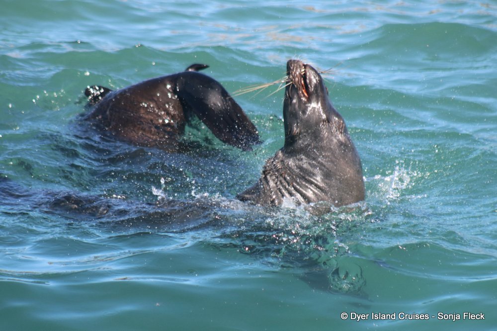 whale watching, gansbaai, south africa, cape fur seal
