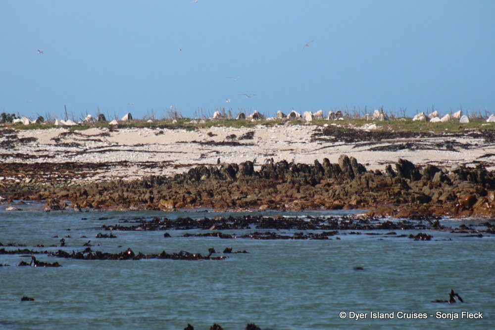 whale watching, gansbaai, south africa, Dyer Island