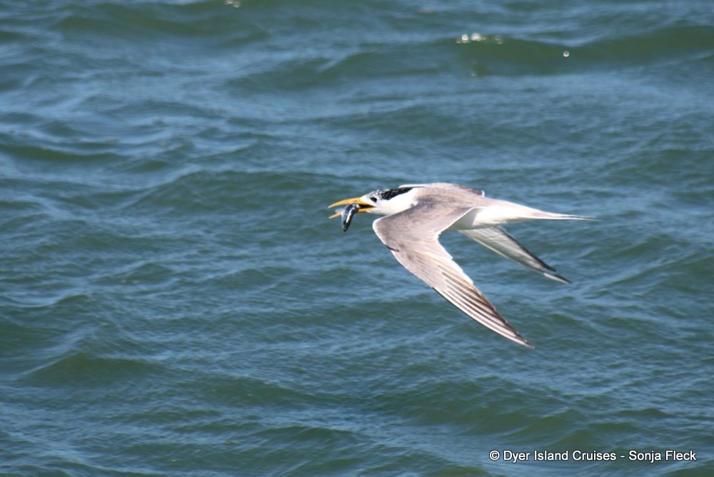 whale watching, gansbaai, south africa, Tern