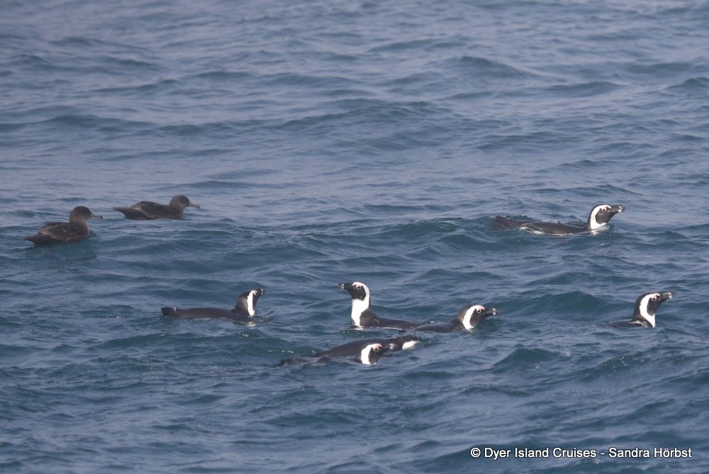 whale watching, gansbaai, south africa,  penguins and shearwater