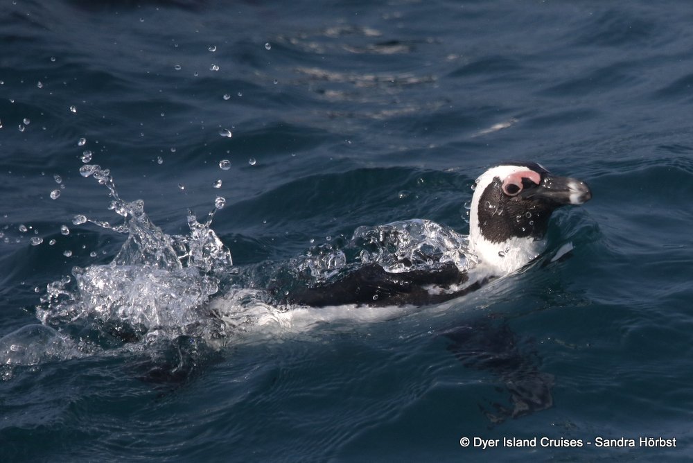 Marine Big 5 Daily Blog 17 April