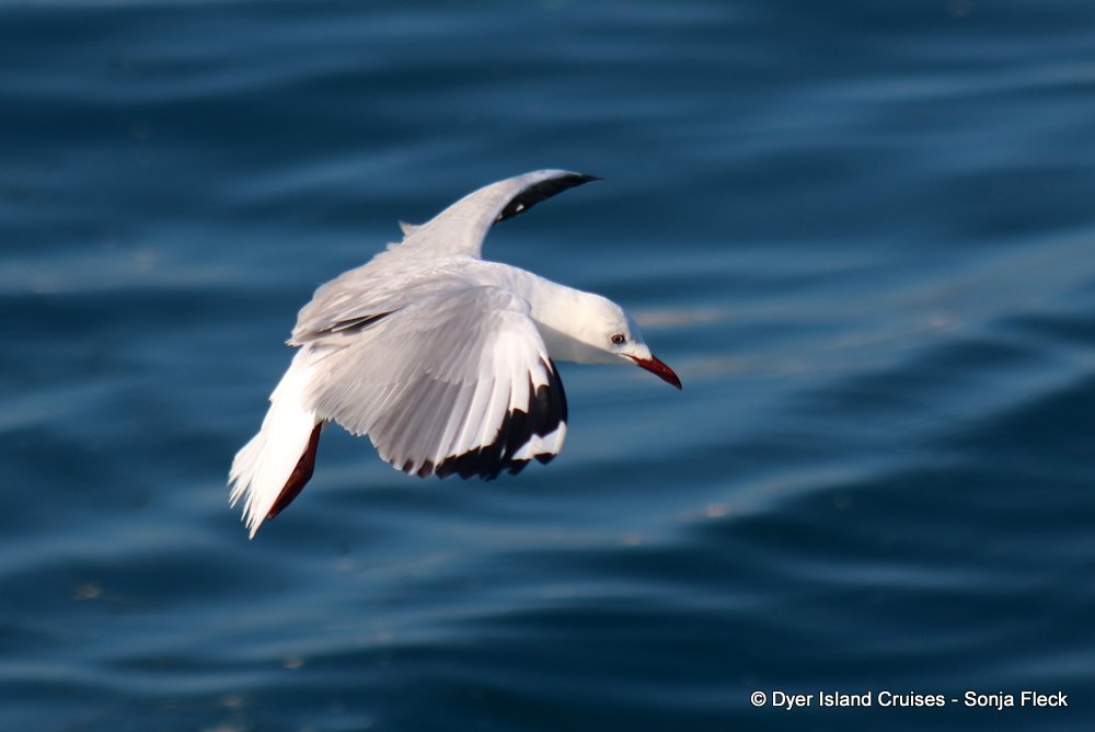 whale watching, gansbaai, south africa, hartlaubs gull