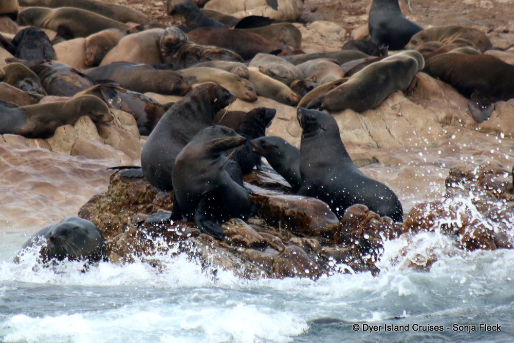 whale watching, gansbaai, south africa, Cape fur seal