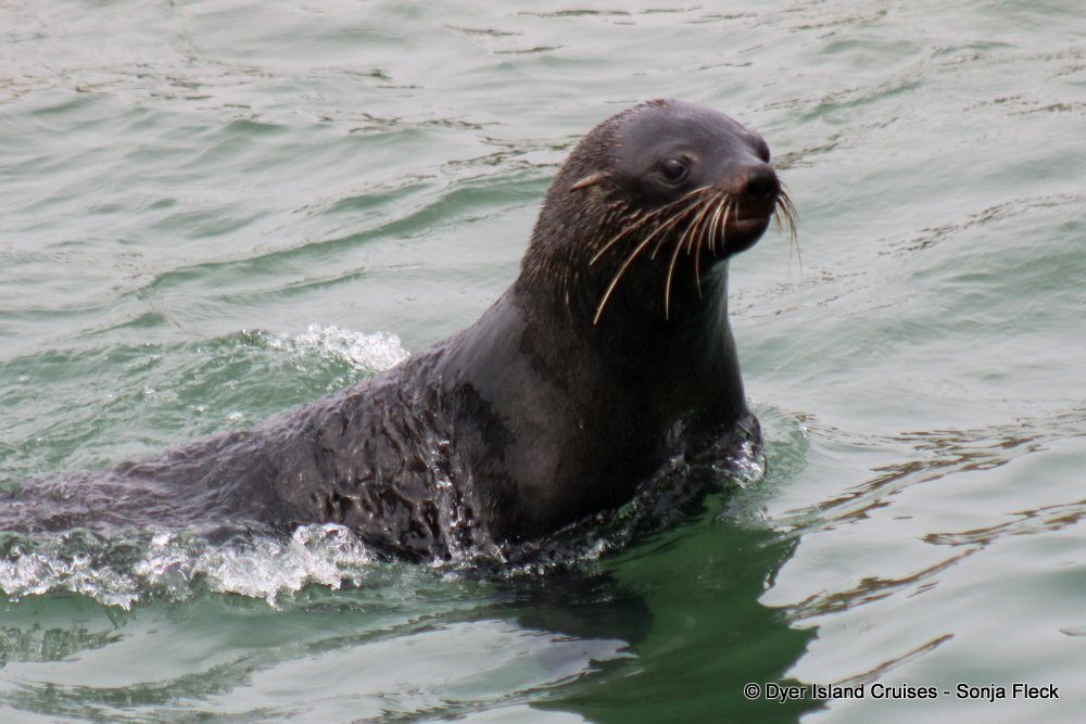 whale watching, gansbaai, south africa, cape fur seal