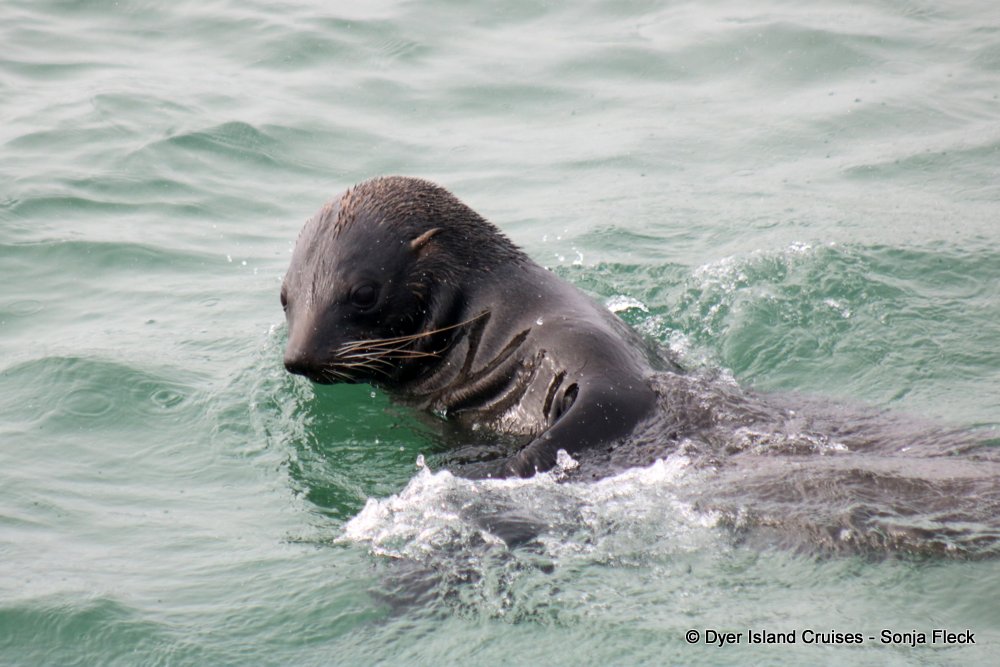 whale watching, gansbaai, south africa, cape fur seal