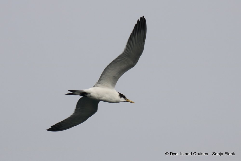 whale watching, gansbaai, south africa, tern