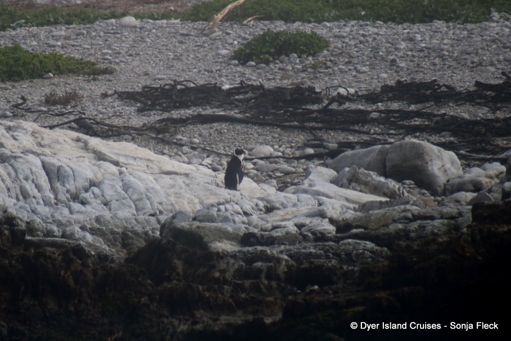 whale watching, gansbaai, south africa, African Penguin on Dyer Island