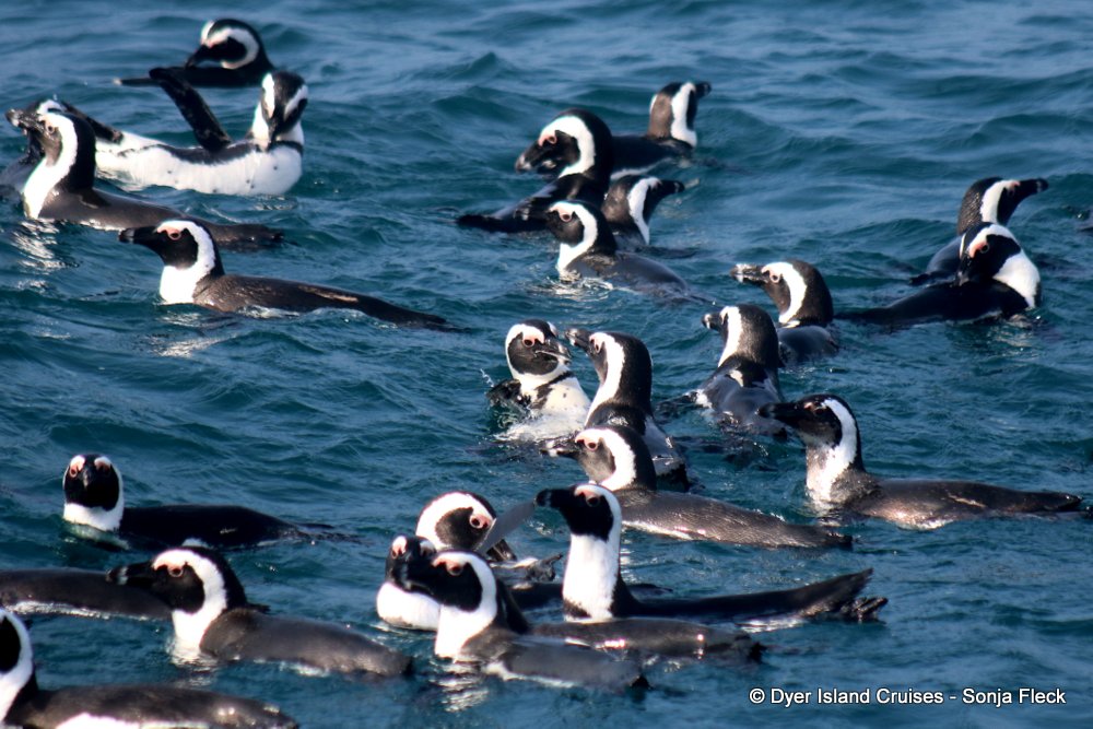whale watching, gansbaai, south africa, African Penguin