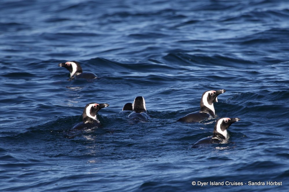 penguins