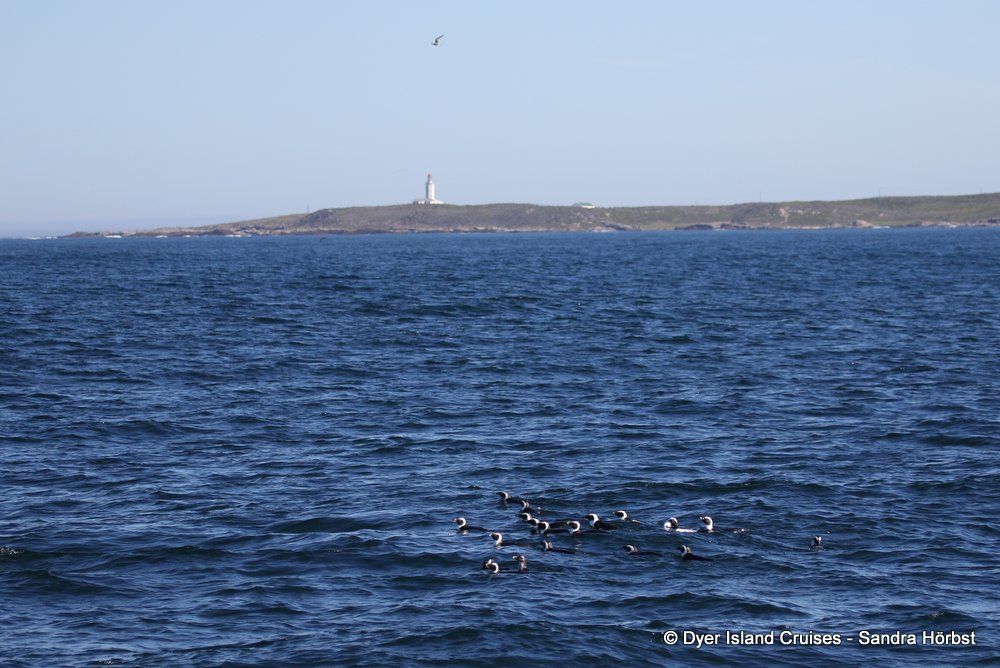 whale watching, gansbaai, south africa, danger point and penguins