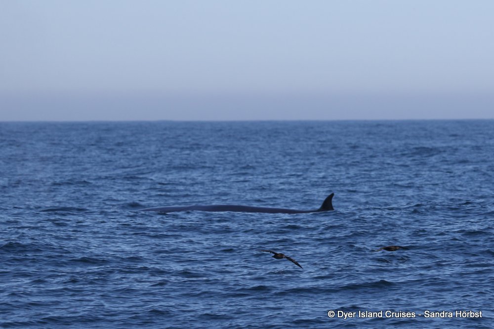 whale watching, gansbaai, south africa, whale